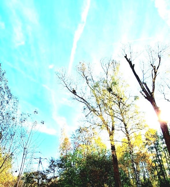 Alpinistyczna wycinka, pielęgnacja drzew. Karczowanie działek.