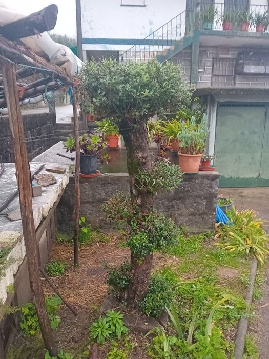 Duas Oliveiras para decoraçao jardím