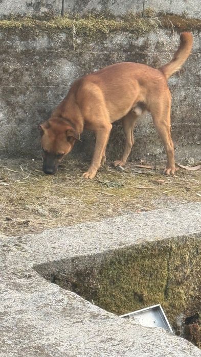 Cães de Guarda para adoção