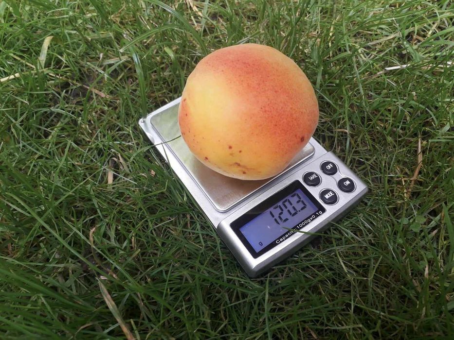 Саджанці плодових і декоративних