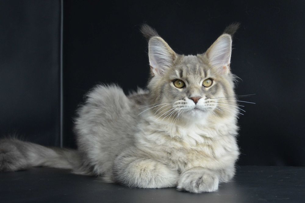Мейн кун .Мальчик  Ramir  4,5 мес.