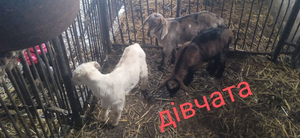Продажа козенятка