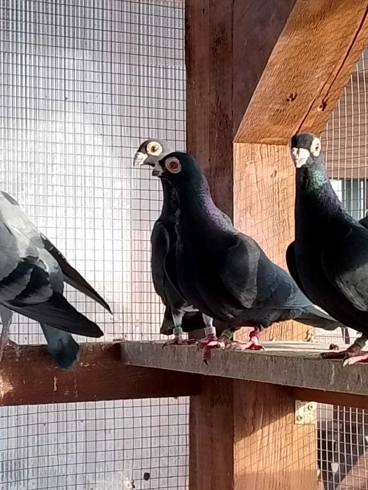 Brodawczaki podkarpackie