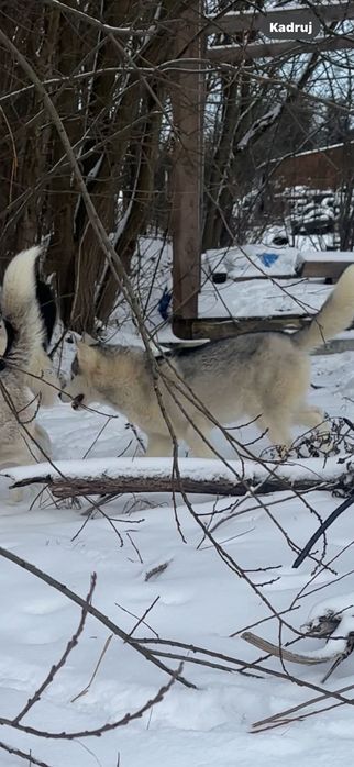 Husky syberian suczka
