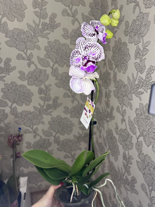 Орхідеї асортимент від 100 грн