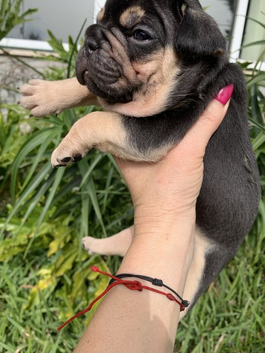 Bulldog black tan