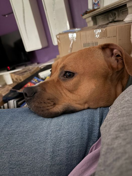 Adoçao responsavel , pitbull  staffordshire