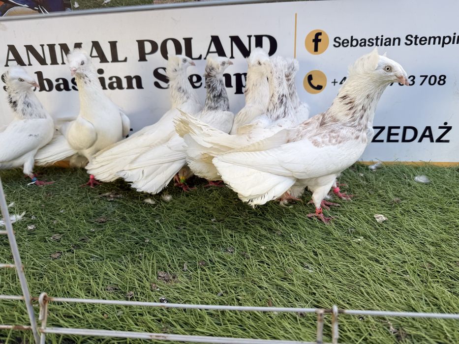 Gołębie. Gdańskie. Gdański. Możliwy transport