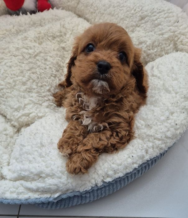 Cavapoo F1 Cavalier & Pudel