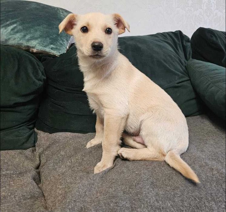 Biszkoptowy szczeniak szuka domu