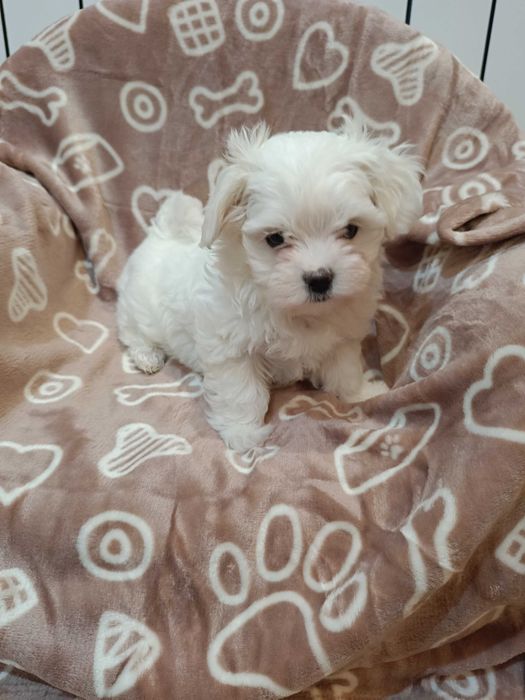 Piękna sunia maltańczyka