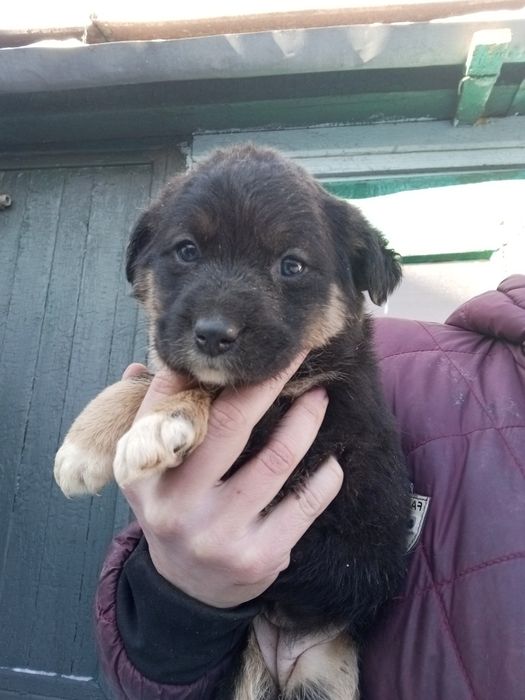 Рада 1,5 месяца с приюта вакцинирована+бесплатная стерилизация