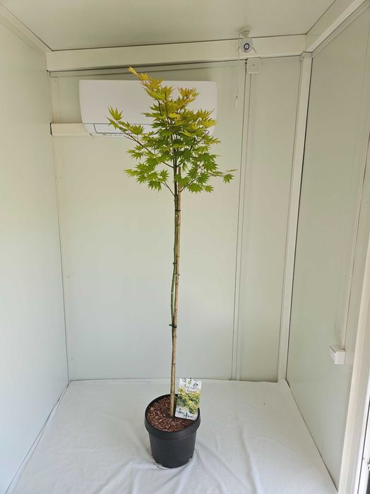 Klon palmowy Jordan szczepiony na pniu – Acer palmatum 'Jordan'