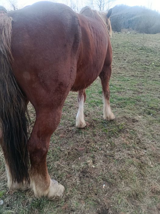 Продається кінь..