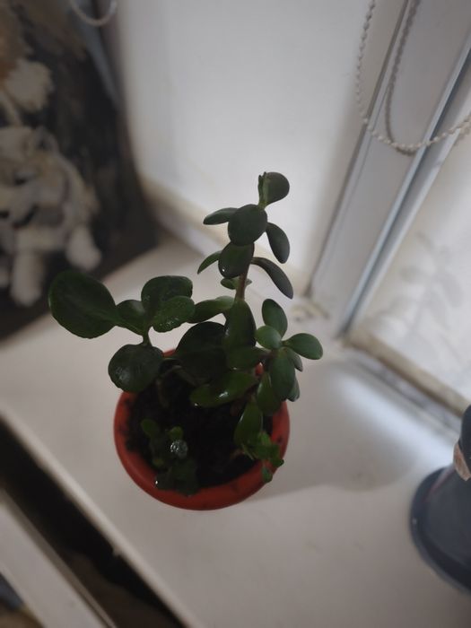 Набір рослинок грошове дерево каланхоє