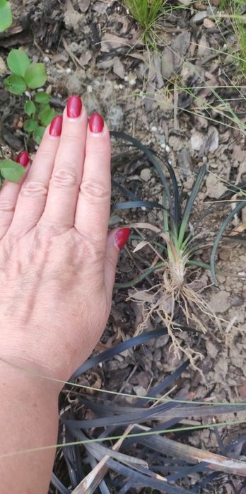 Konwalnik czarna trawa