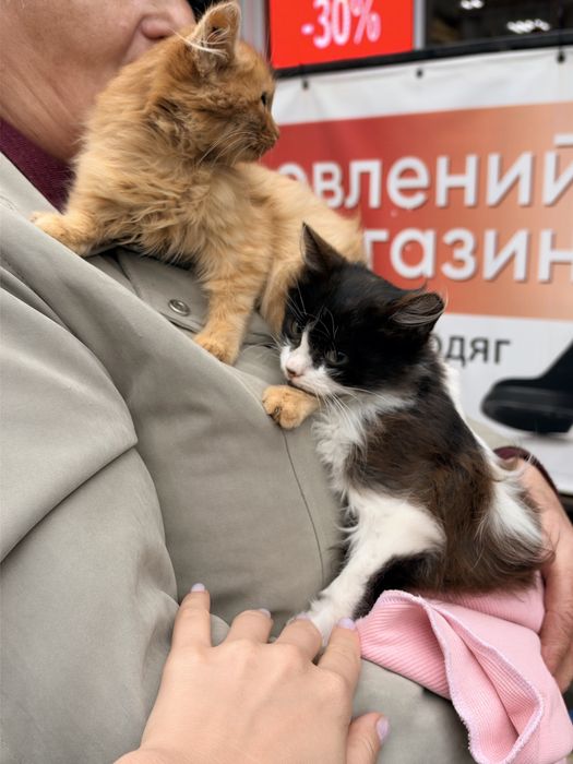 Кошенята в добрі руки