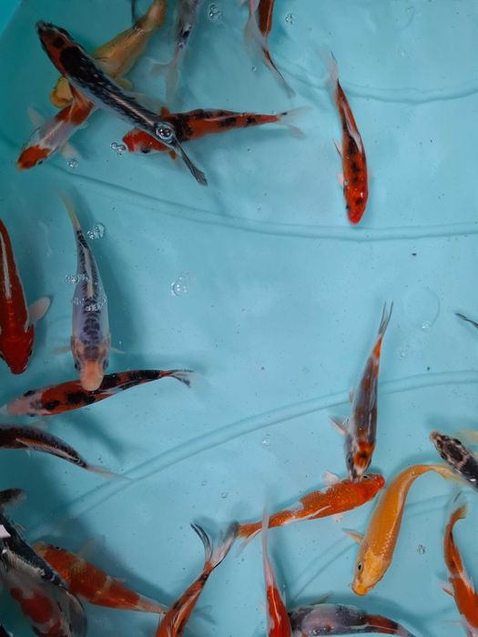 Carpas koi 12/15cm