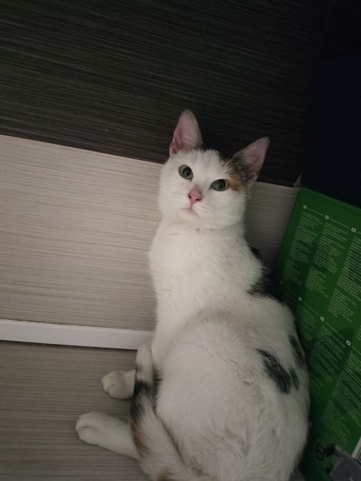 Bezdomna kotka szuka domu.