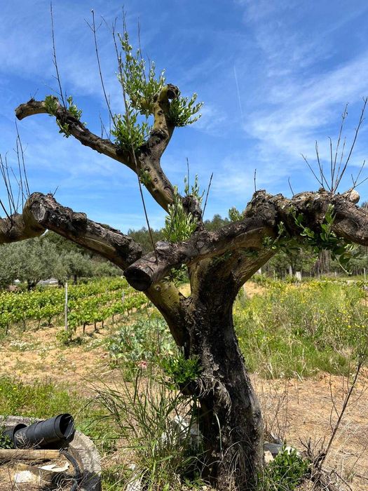 Oliveiras para jardim