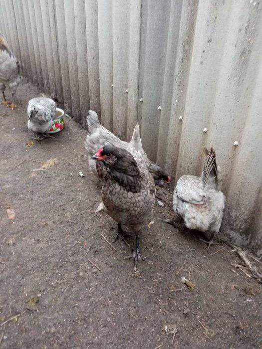 Яйца амераукана голубого