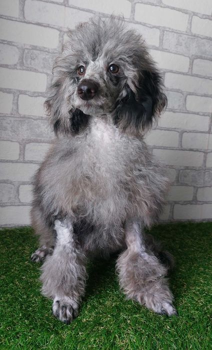 Пудель мраморный МЕРЛЕ мальчик