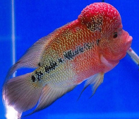 Flowerhorn juvenis femeas confirmadas