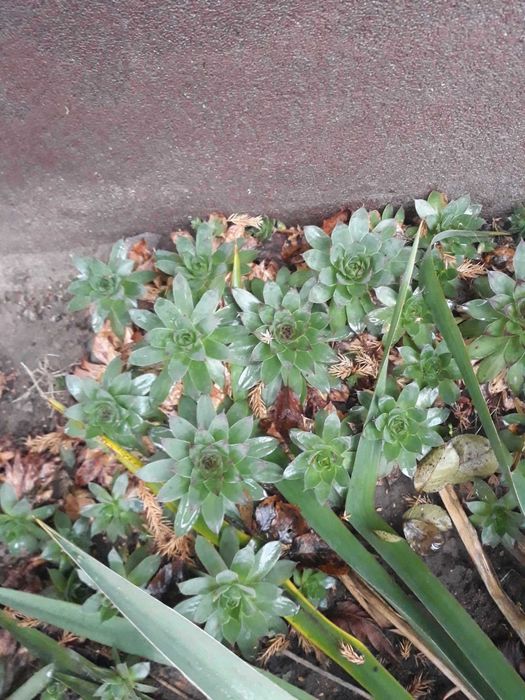 Rojnik murowy sadzonki