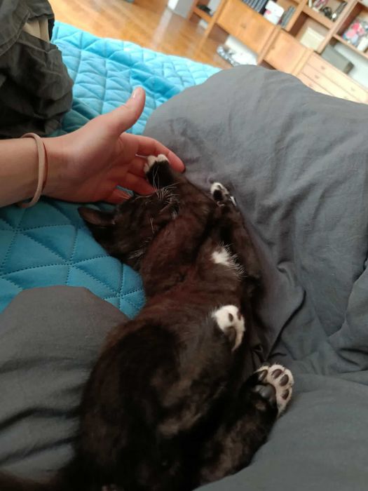 ATOM szuka bombowego domu!