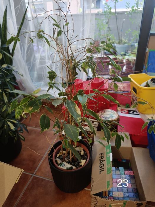Ficus-benjamina (Ficus benjamina 'Variegata')