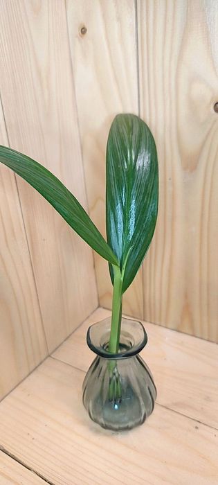 Epipremnum amplissium silver