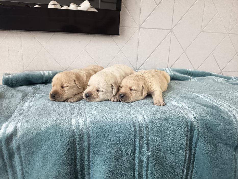 Labrador Retriever