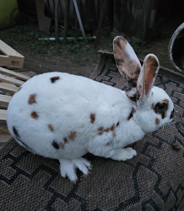 REX Trojbarwny I Pomarańczowy