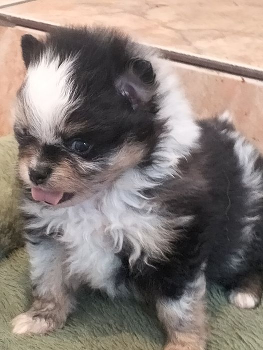 Szpic miniaturowy. Pomeranian. Sunia.