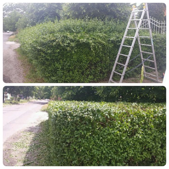 Професійна стрижка рослин і газонів, розчищення ділянок