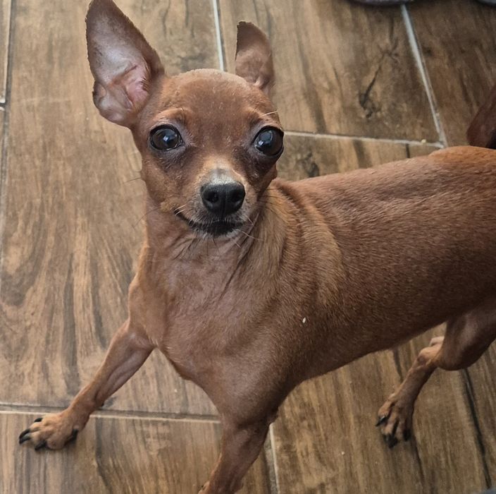 MINI Ratlerek- rudy chlopak