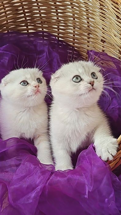 Висловухі кошенята сріблястої шиншили