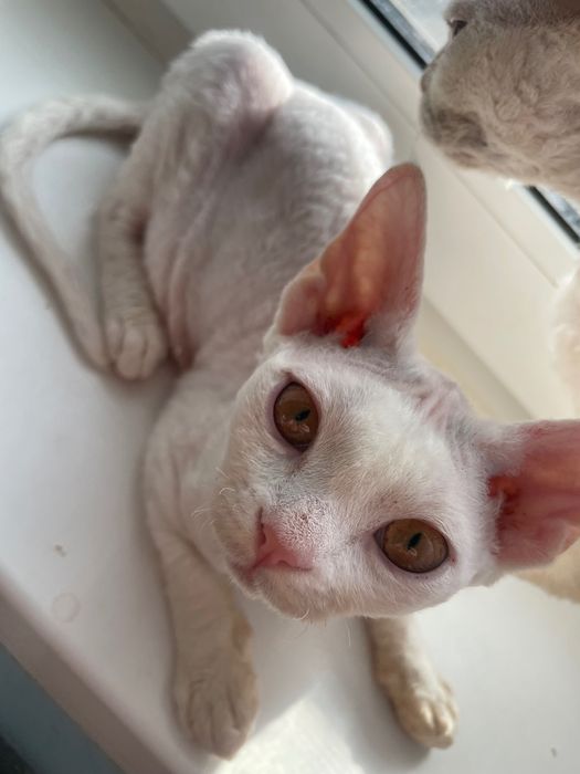 Девон рекс кошенята