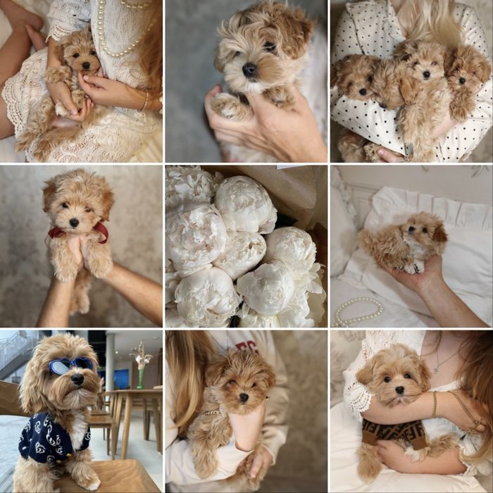 Самые мультяшные мальтипу микро, супер мини и мини