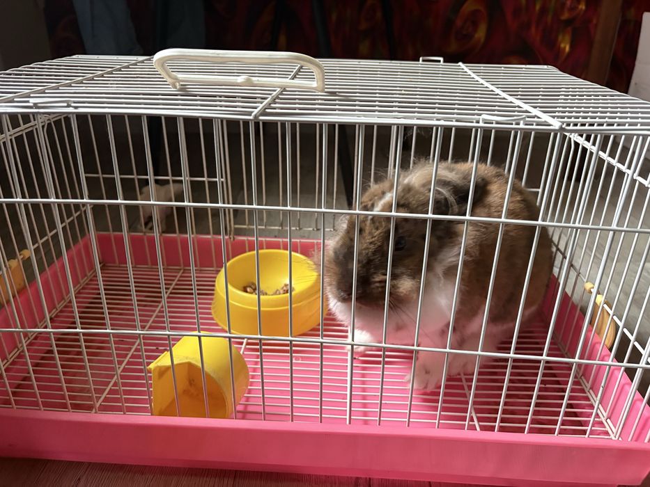 Декоративний кролик