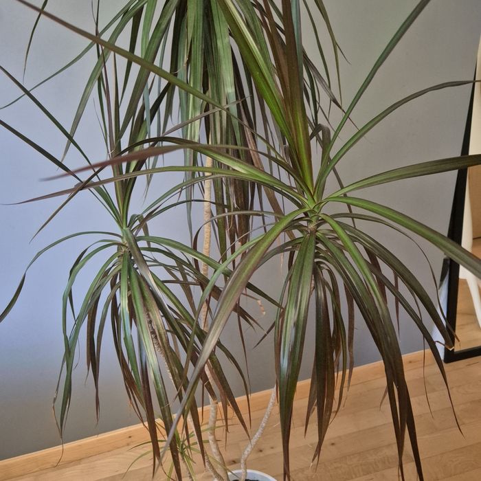 Dracena 140cm doniczka