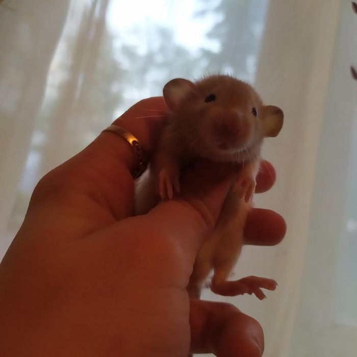 Красивые мальчики и девочки дамбо