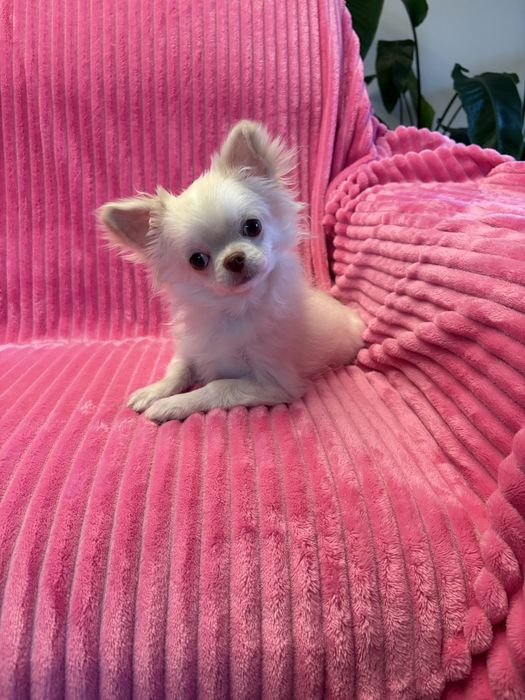 Chihuahua przepiękny 6 miesięczny chłopak