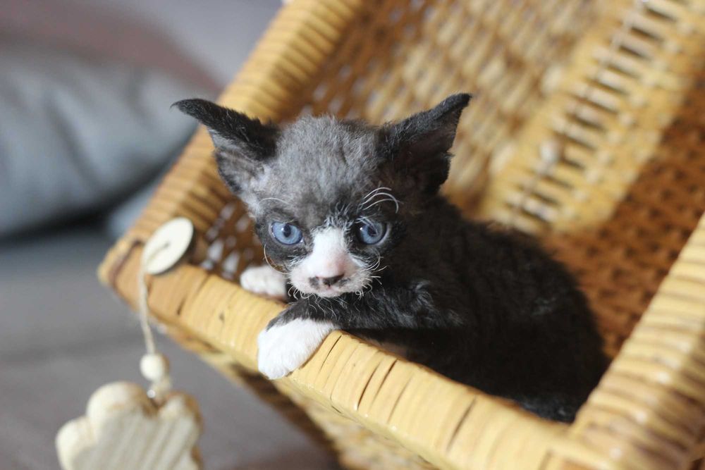 Wednesday - koteczka Devon Rex po championie