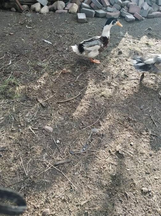 Sprzedam kaczki staropolskie.