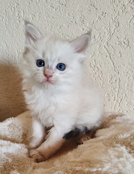 Syberyjski neva chłopiec