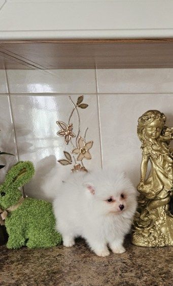 Szpic miniaturowy Pomeranian