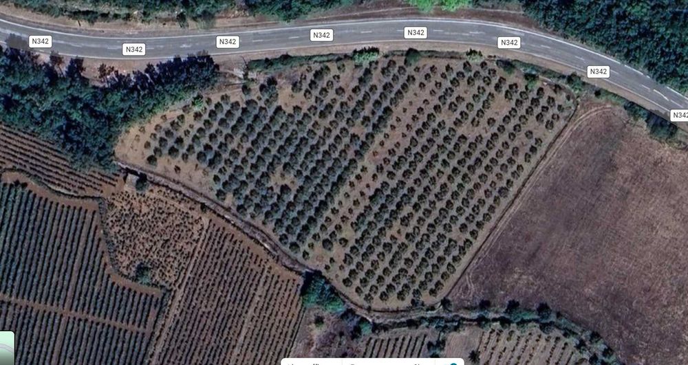Olival Produtivo com Furo, Eletricidade e Acesso Direto à N342 – 12.000 m²