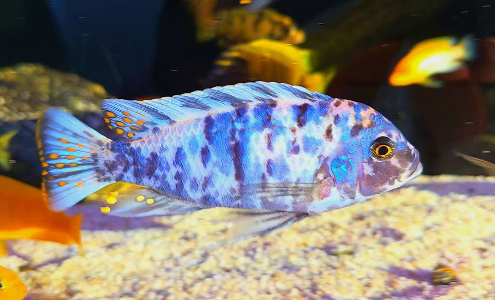 Metriaclima zebra Chizumulu