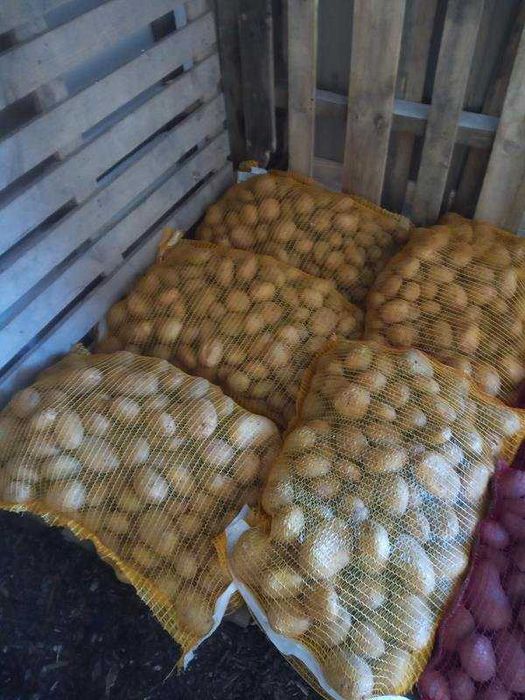 Vendo batata agrea e vermelha biológica.